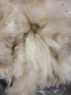 Body Pillow 100% Natural Kapok -Pure Living Space Shop 20211016 090536 be4e74eb bcce 4b78 96d7 f6495477bd21