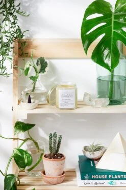 Skin Save Salve / Organic / Herbal Fungal Salve / Anti Fungal / Antibacterial -Pure Living Space Shop SkinSaveSalve BMUO 03